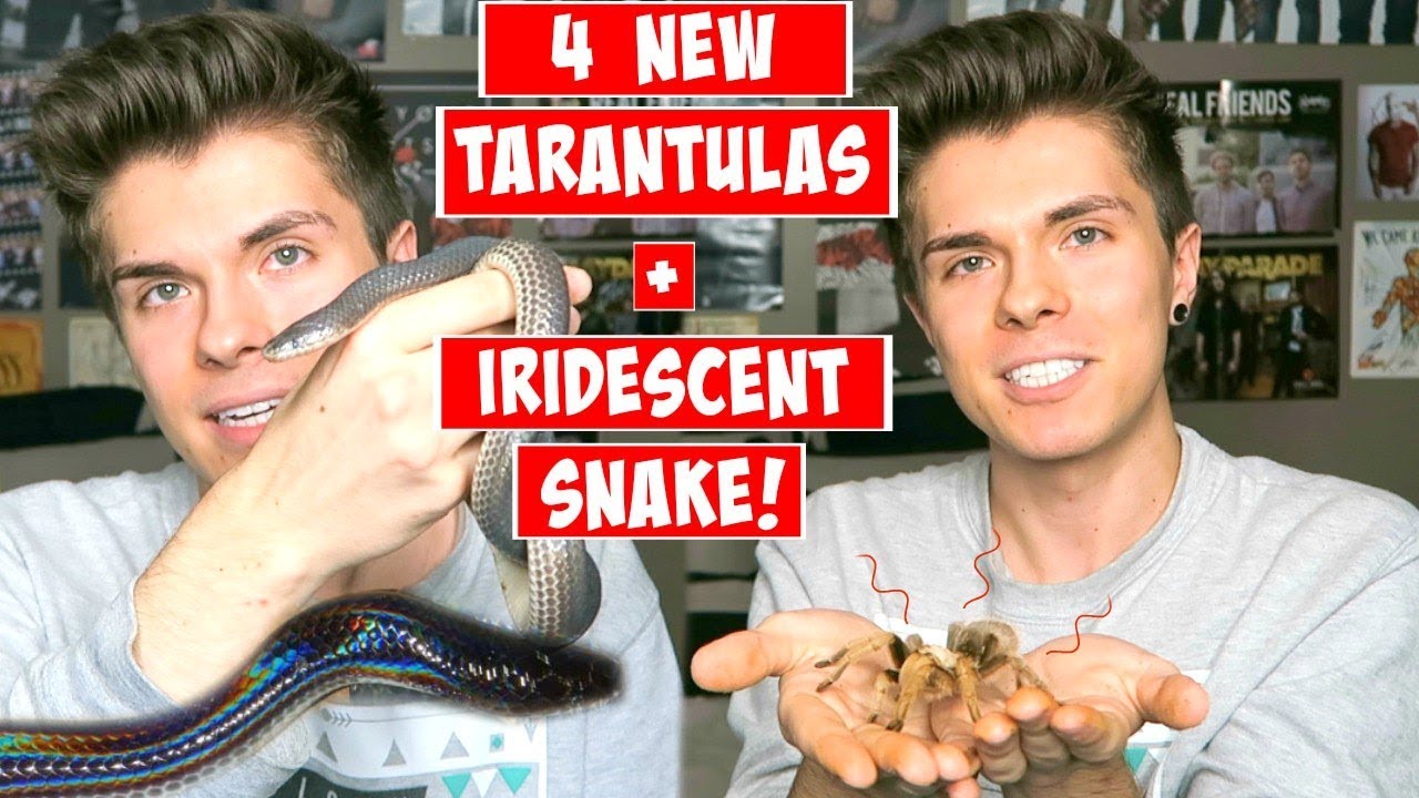 My New Sunbeam Snake + 4 Tarantulas!