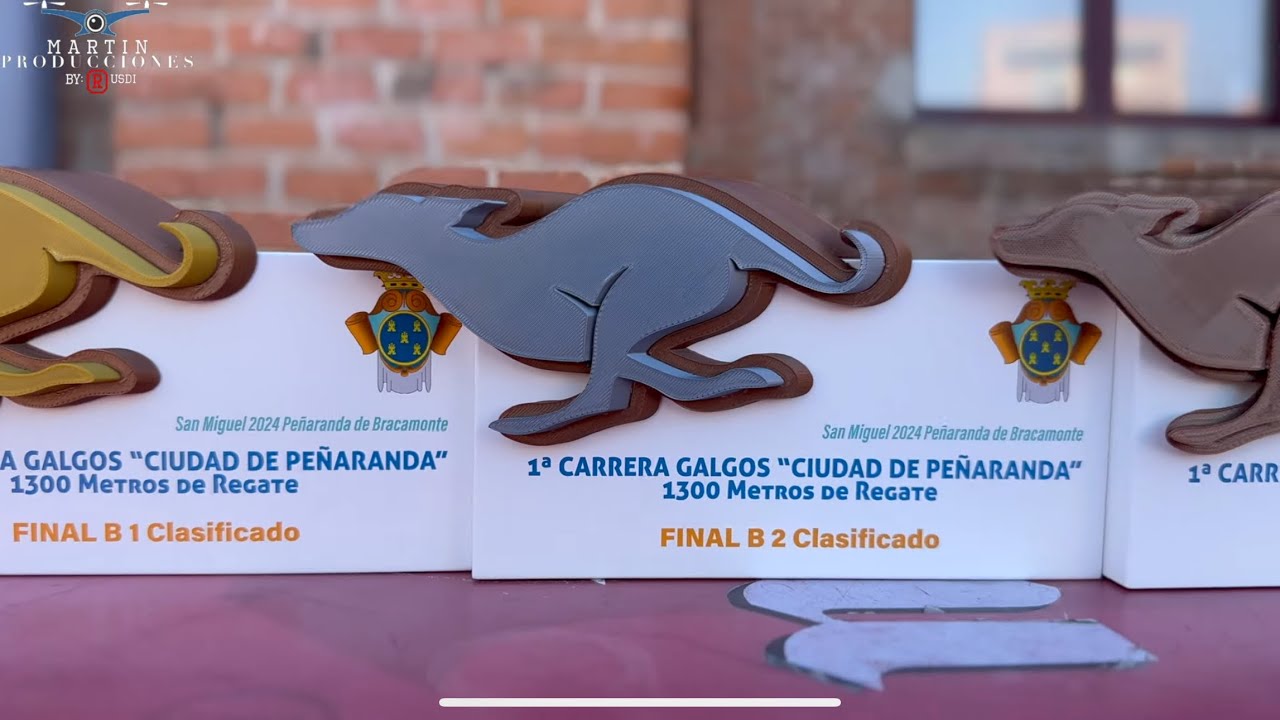 1º Carrera de galgos 1300 y 800m Peñaranda de Bracamonte