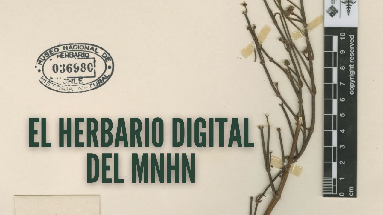 El Herbario Digital del MNHN 🌿💻