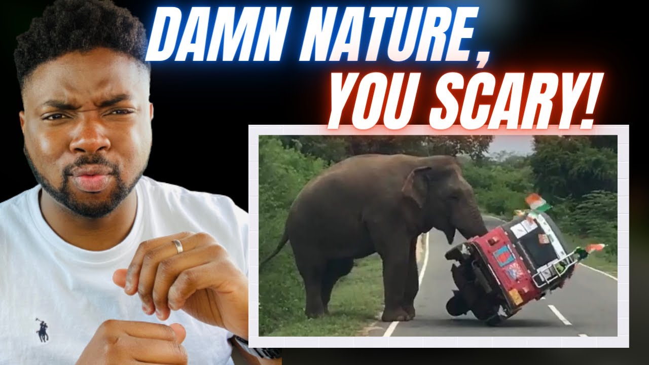 🇬🇧BRIT Reacts To DAMN NATURE, YOU SCARY - FUNNY & SCARY ANIMAL ENCOUNTERS!