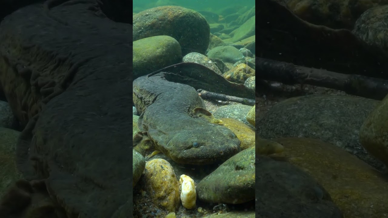 #dyk hellbender