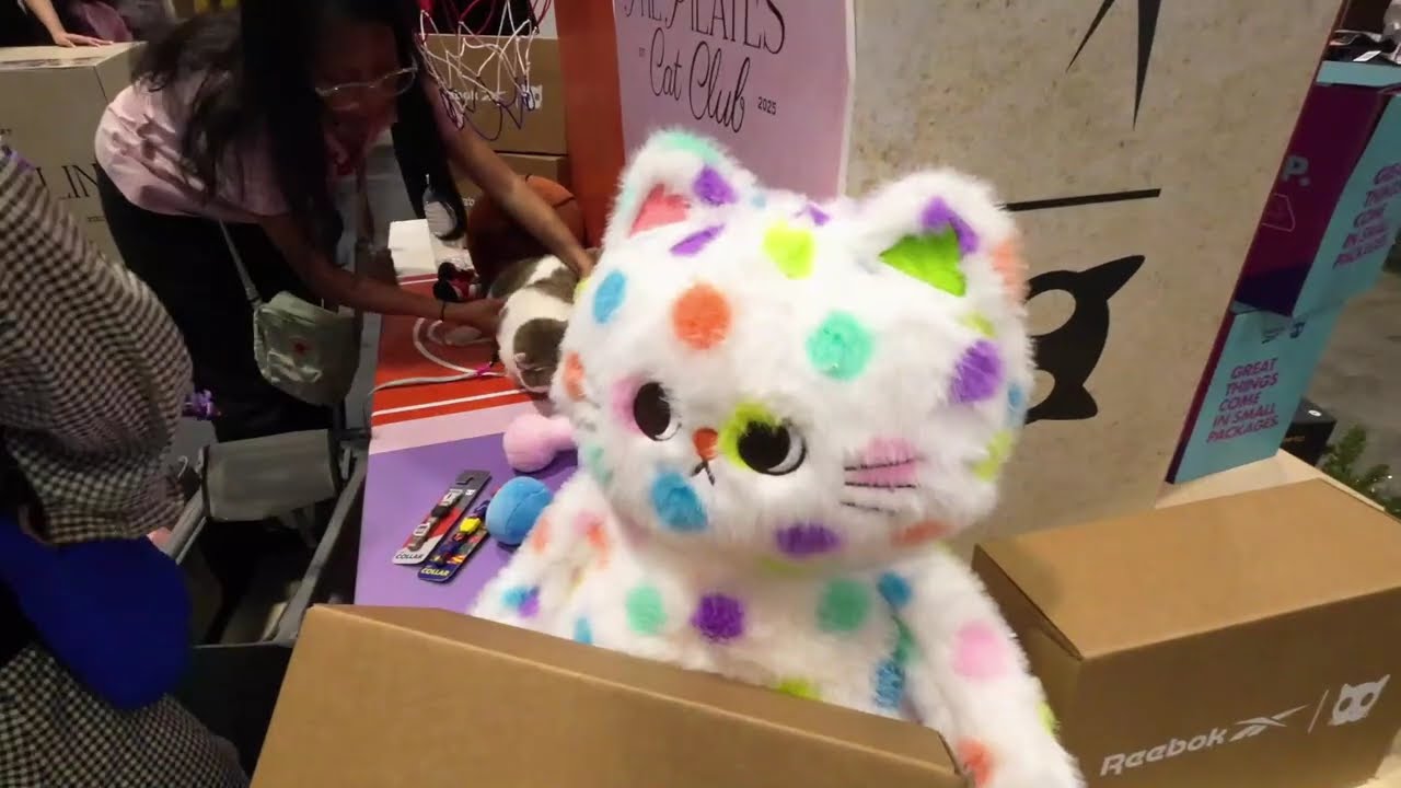 Singapore Cat Festival 2025 | Where are all the cats?