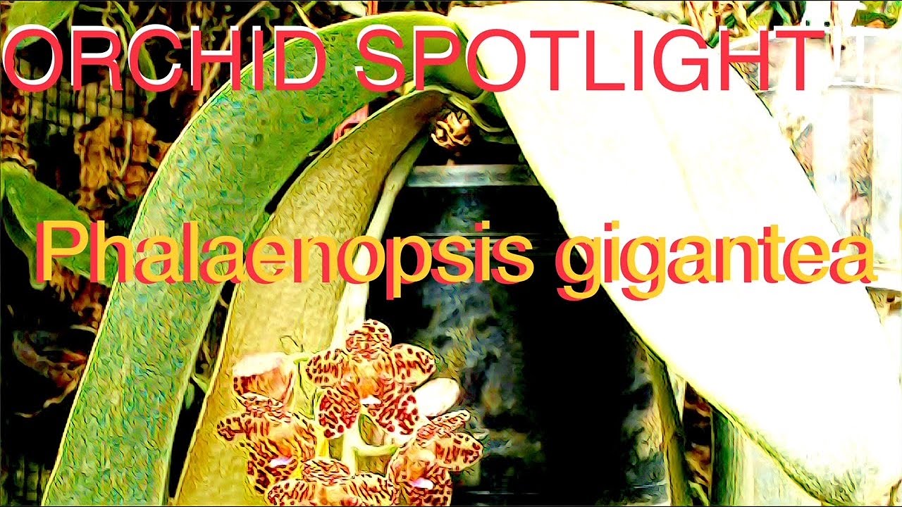 ORCHID SPOTLIGHT!!  PHALAENOPSIS GIGANTEA  #orchidspecies #fragrantorchids