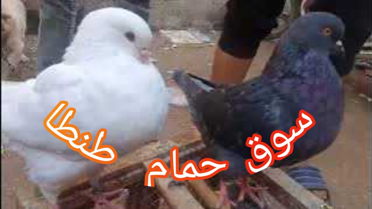 سوق طنطا للحمام الجمعه وتقرير والاسعار