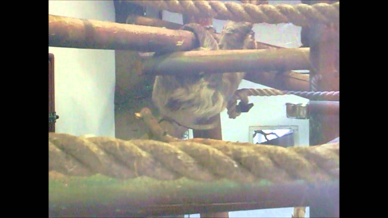 Colchester Zoo SLOTH!!!