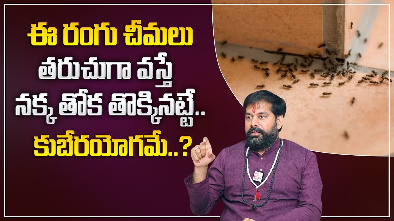 Pradeep Joshi : ఈ రంగు చీమలు మీ ఇంటికి వ‌స్తే.. | Ants ASTROLOGY Telugu  | M Qube