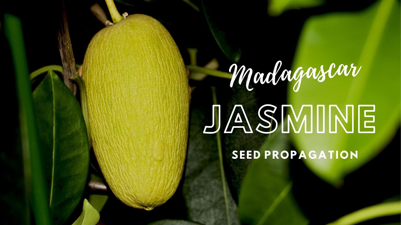 How to Propagate Madagascar Jasmine (Stephanotis) through Seeds