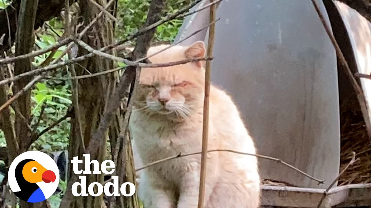 Stray Cat Left Behind When Family Moved Gets Rescued 6 Years Later | The Dodo