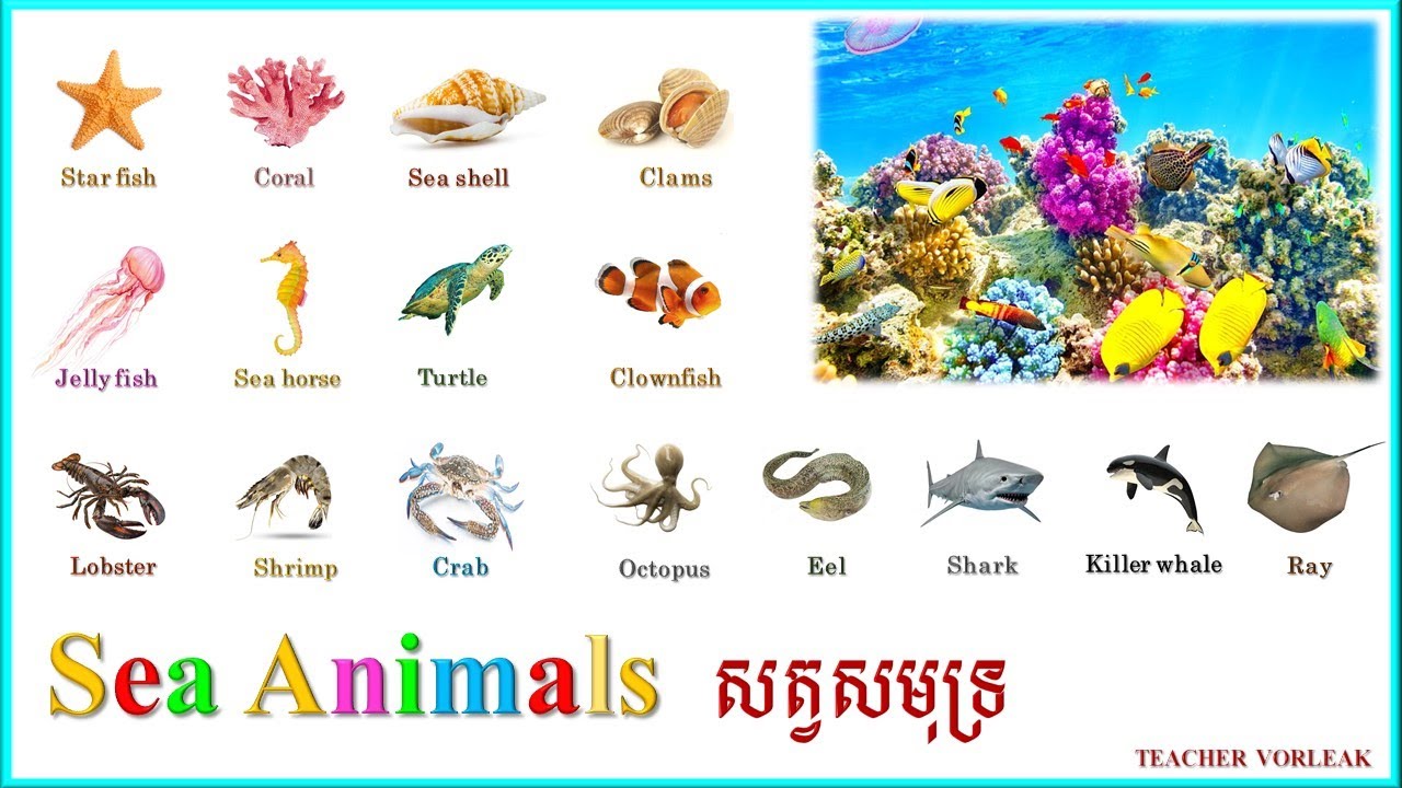 Learn English Khmer Sea Animals |រៀនភាសាអង់គ្លេសពី​ឈ្មោះសត្វសមុទ្រ List of Sea Animals in English