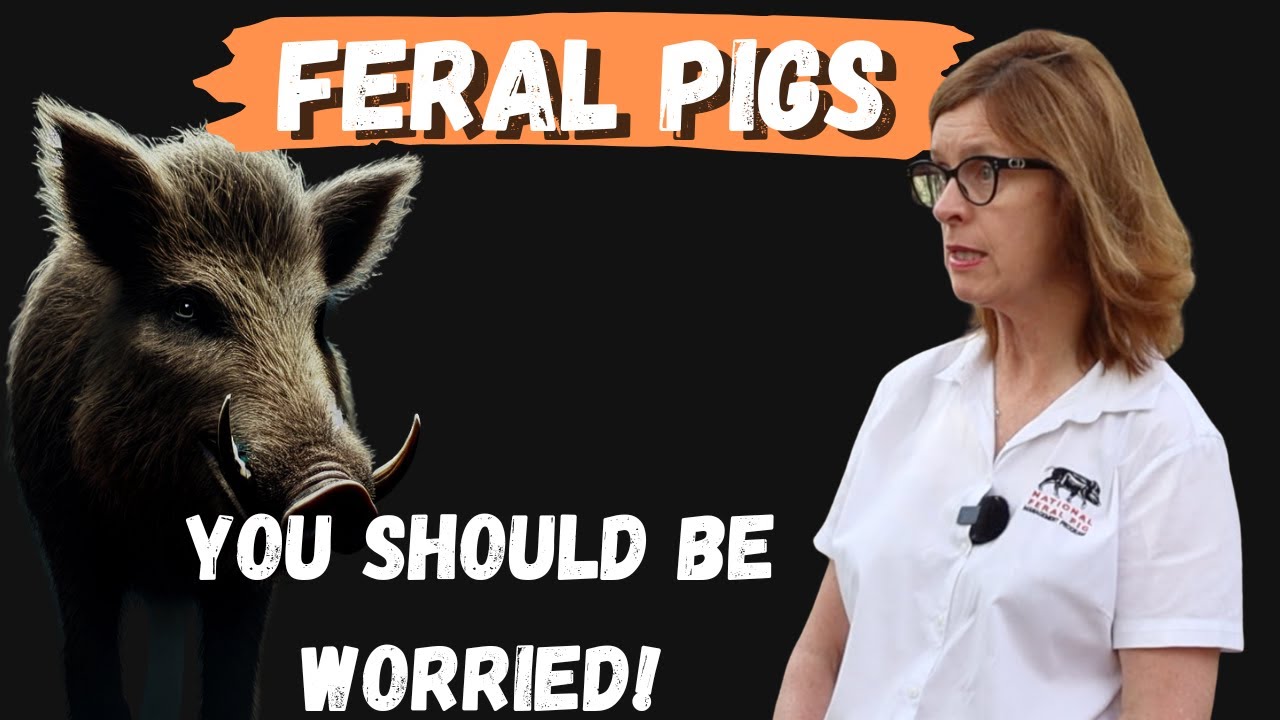 The Truth About Feral Pigs in Australia – National Feral Pig Management Program