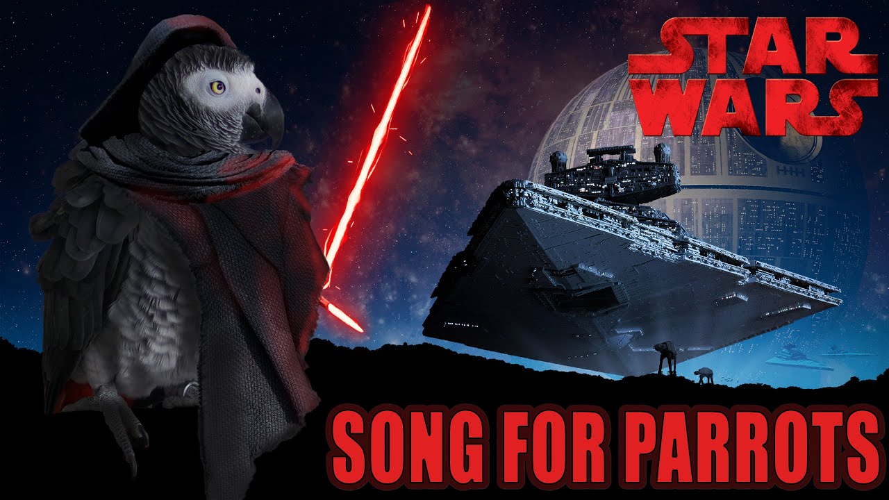 STAR WARS Imperial march whistle training parrot teach learn / песен за папагали / Bird Song