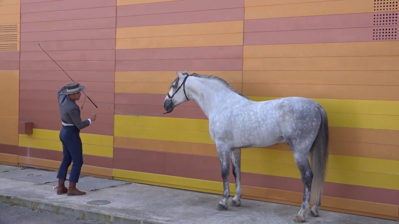 Video Resumen de la feria EQUIMUR 2016 de Ifepa Murcia