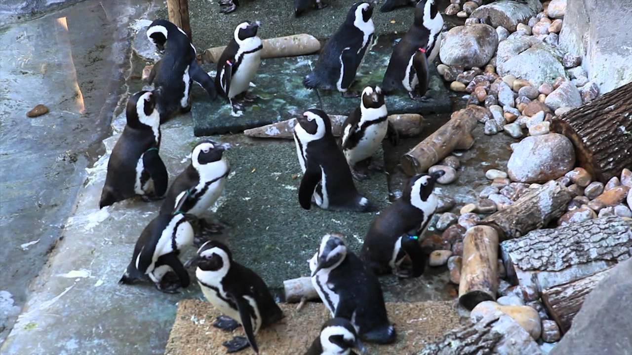 Visita al Zoo de Madrid