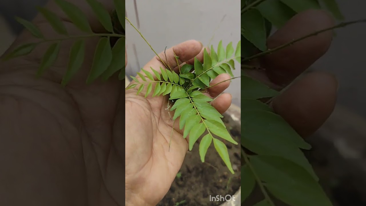 Plants and Vegetables...! 🤗🪴🎋🍅🥕. #youtube #gardening #creativecontentcreator #gardenflowers #garden 