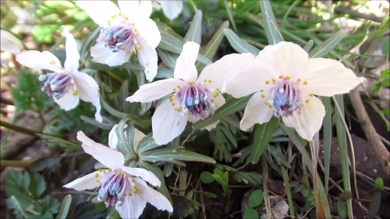 早春の花たち　 オカリナ演奏　笑ったり転んだり