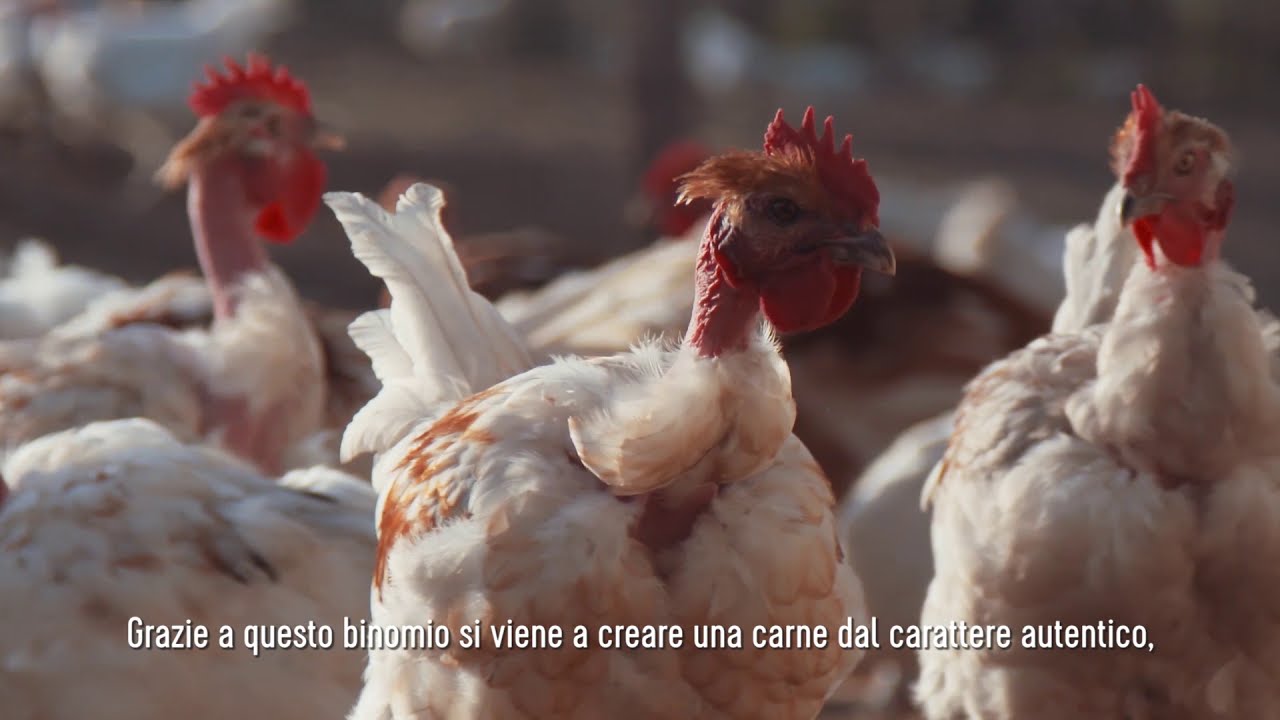 Pollo d’allevamento all’aperto Prince de Bourgogne IGP | Transgourmet Origine