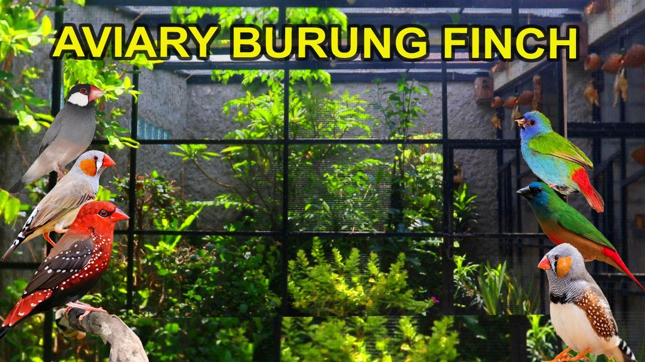 AVIARY BURUNG EMPRIT