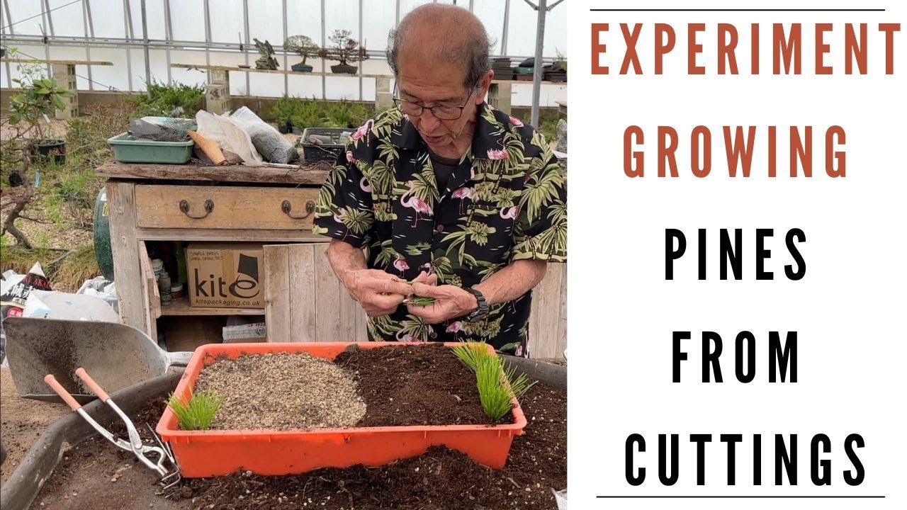 Experiments Growing From Pine Cuttings