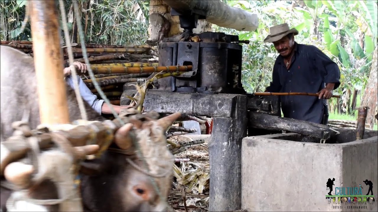 Molienda De Caña Tradicional En Boyacá, Colombia.