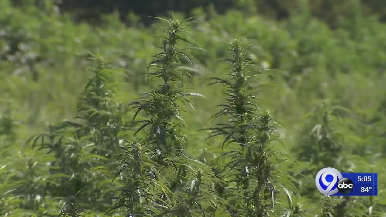 Schumer pushing to make funding easier to get for hemp farmers