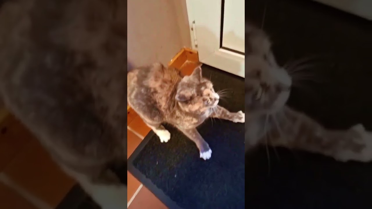 Shocking Parrot and Human Moments Exposed