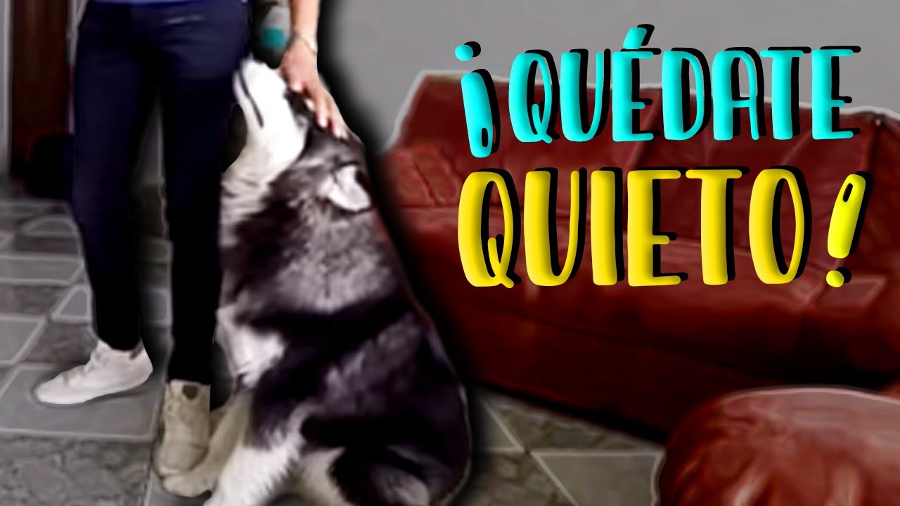 ENSEÑAR EL QUIETO a UN PERRO - MartGon