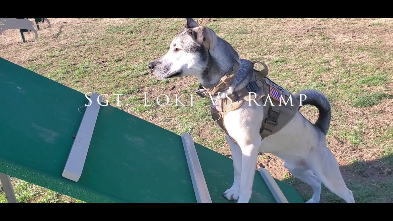 Husky Puppy Sgt. Loki Vs Ramp