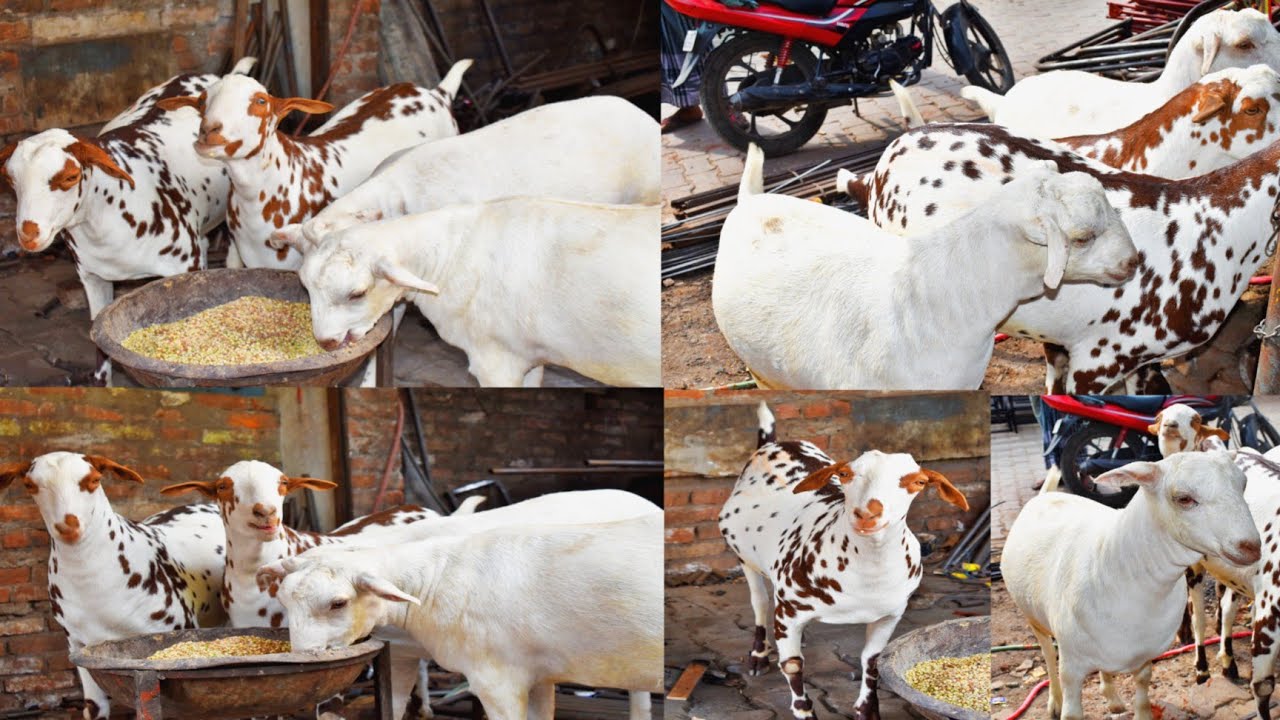 Most beautiful barbari munda goats | Allahabad goat series | Bakra eid 2023 | Allahabad UP