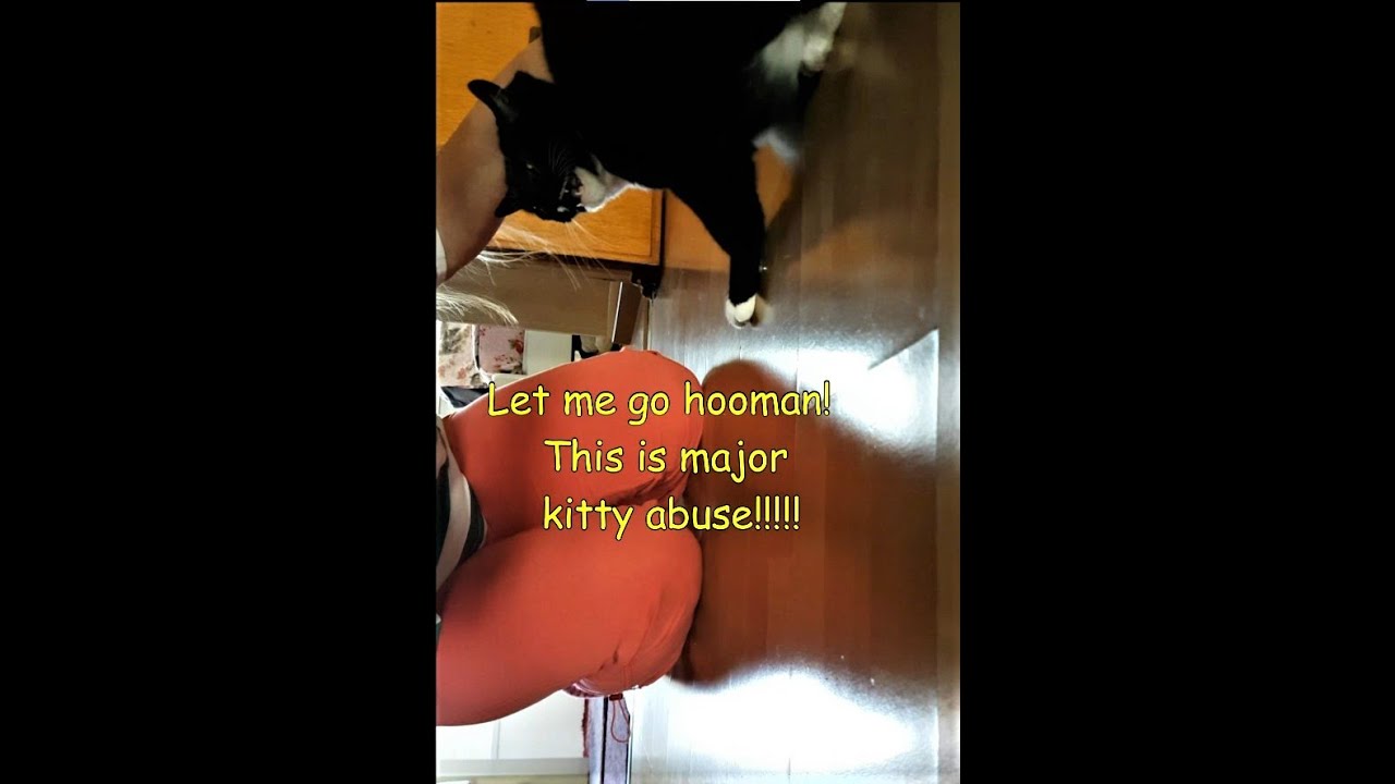#GrowlingCat, #ScreamingCat #AngryCat - World's Grumpiest Cat, she hates brushing! #shorts