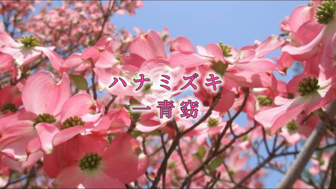 ハナミズキ 一青窈【歌詞】