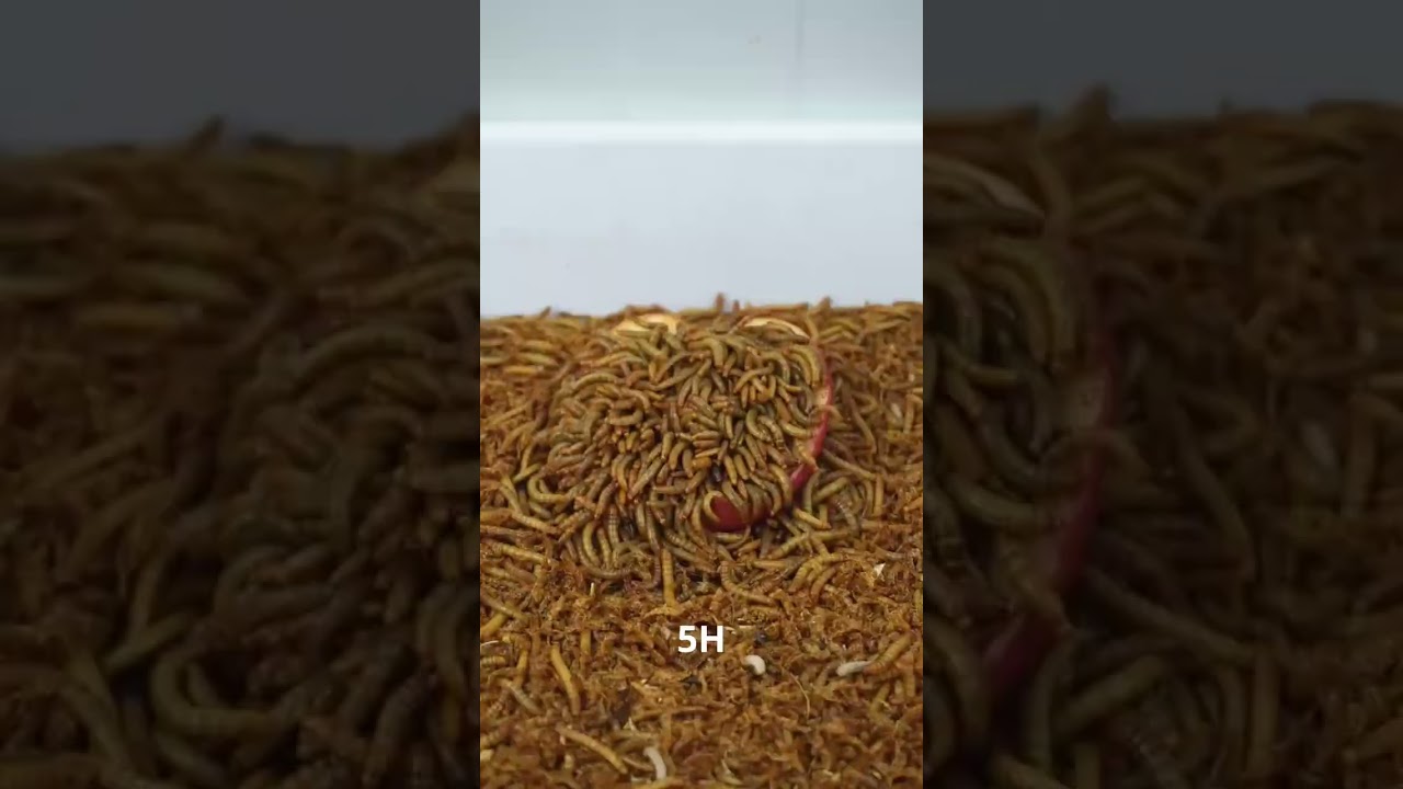🐛 Tenebrio molitor vs. Manzana 🍎