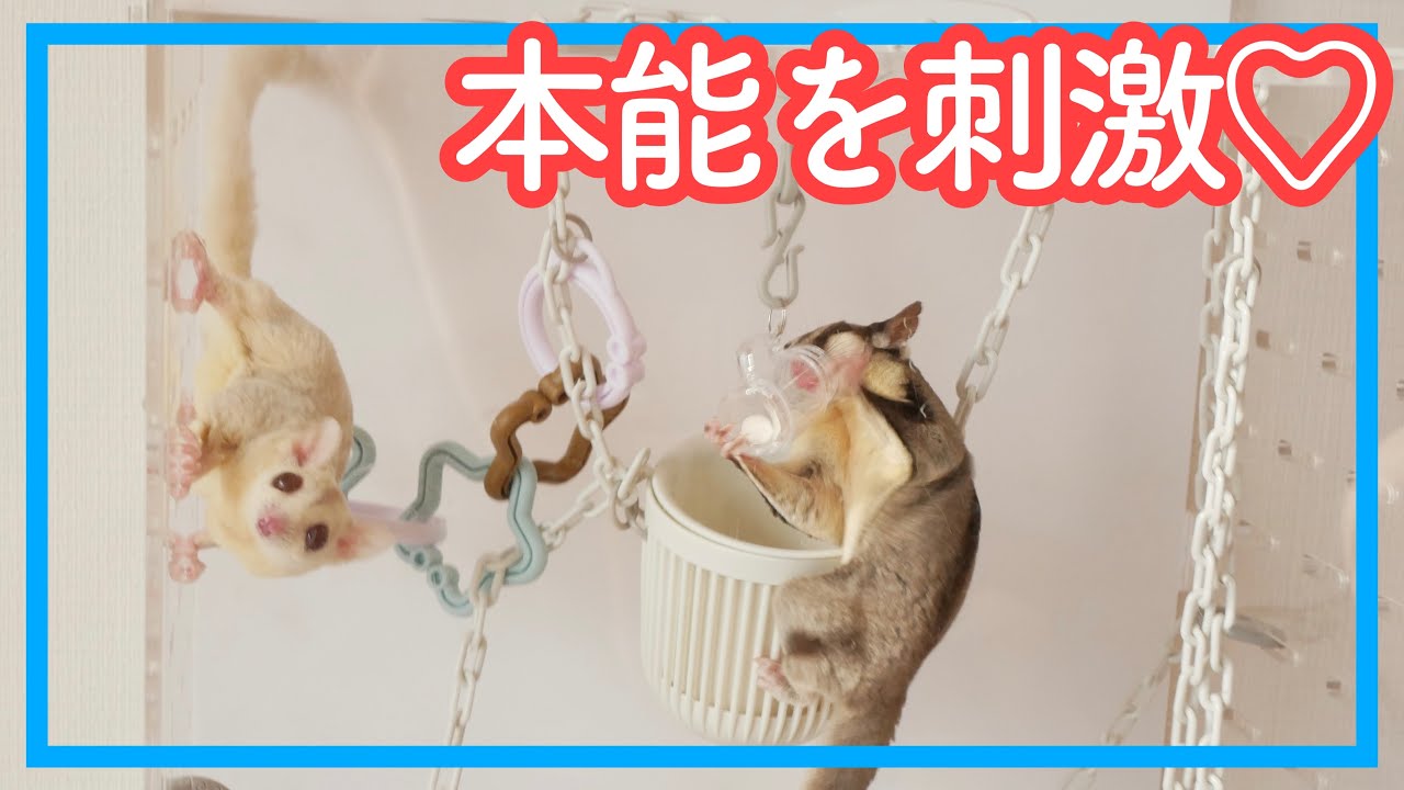 【フクロモモンガ】NEWえんちメーカーでケージを遊園地に｜夜鳴き・自傷対策にも