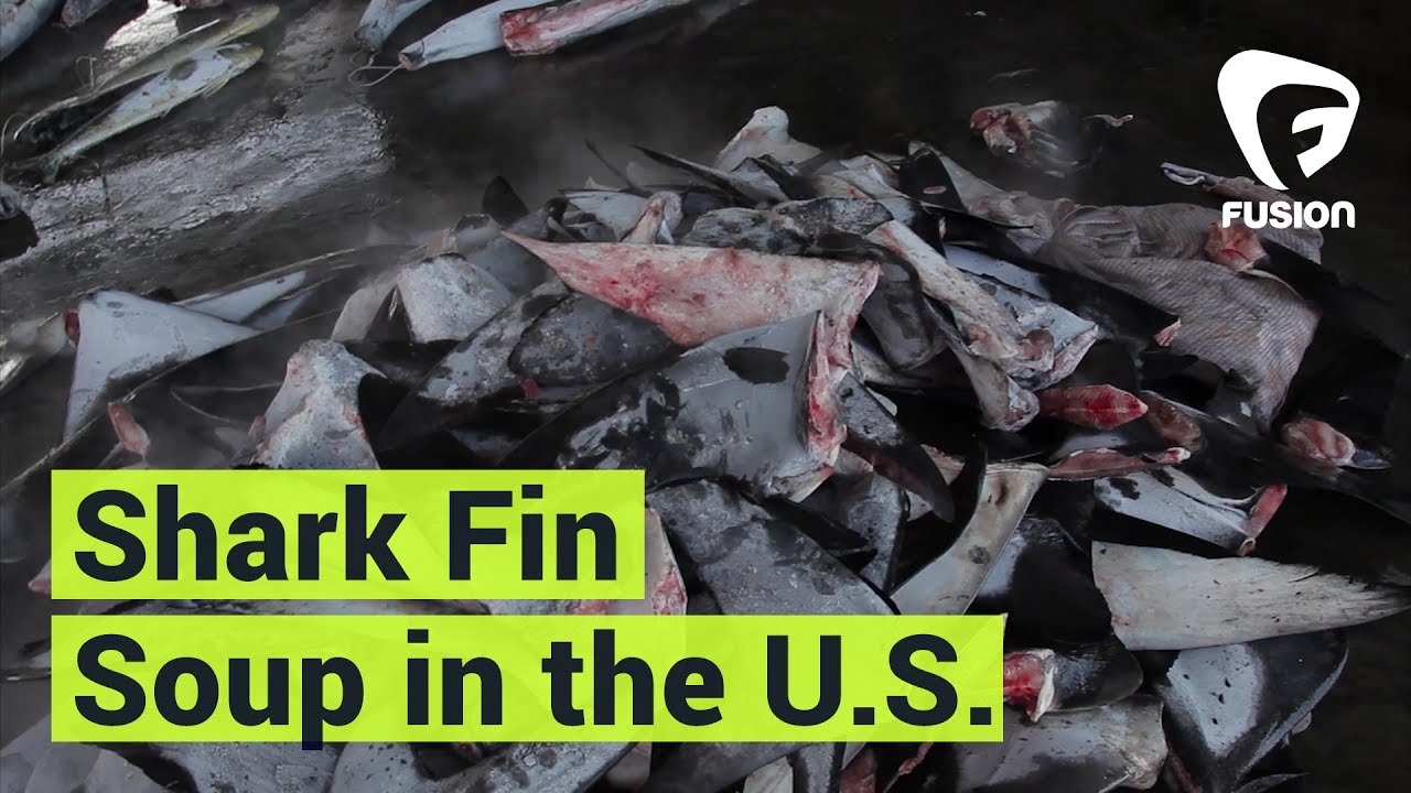 Hooked On: Shark Fin Soup