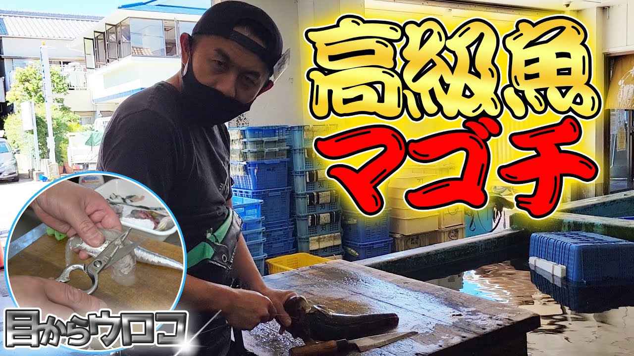 【夏のフグ】骨抜きが難しい高級魚に再挑戦して捌きます！！