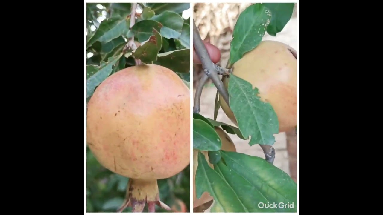#beautiful lush fruit #youtube#
