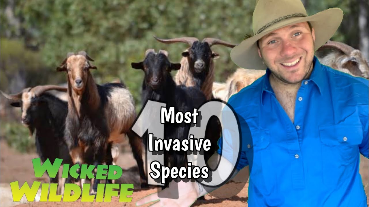 Australia&rsquo;s 10 MOST invasive species :  No.5 The Feral Goat
