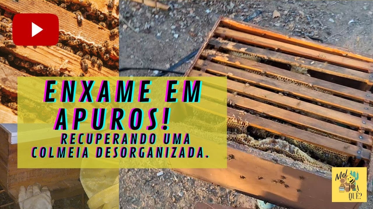 ENXAME EM APUROS! Recuperando uma Colmeia Desorganizada.