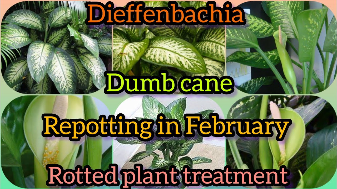 Dieffenbachia Dumb cane rotted plant treatment | repotting in February // Grow green 445