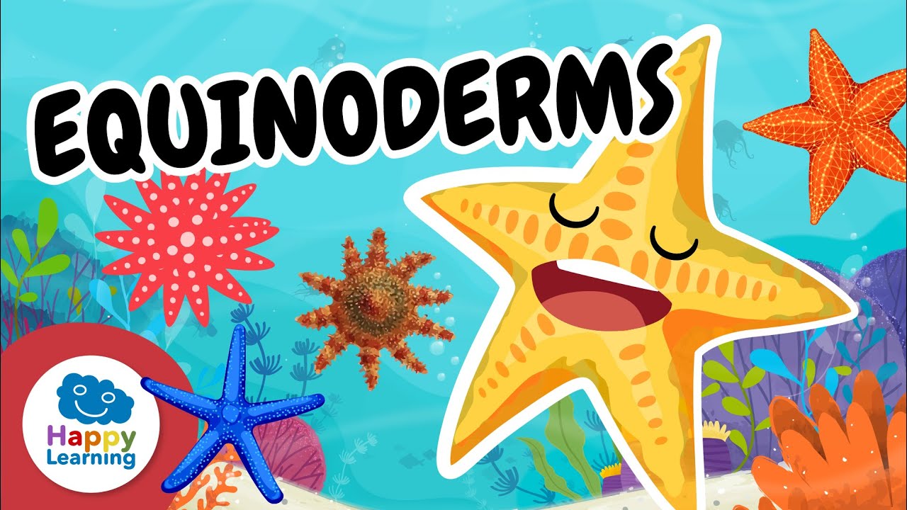 🌊⭐ EQUINODERMS: Com poden les ESTRELLES de MAR regenerar-se? | Vídeos educatius per a nens