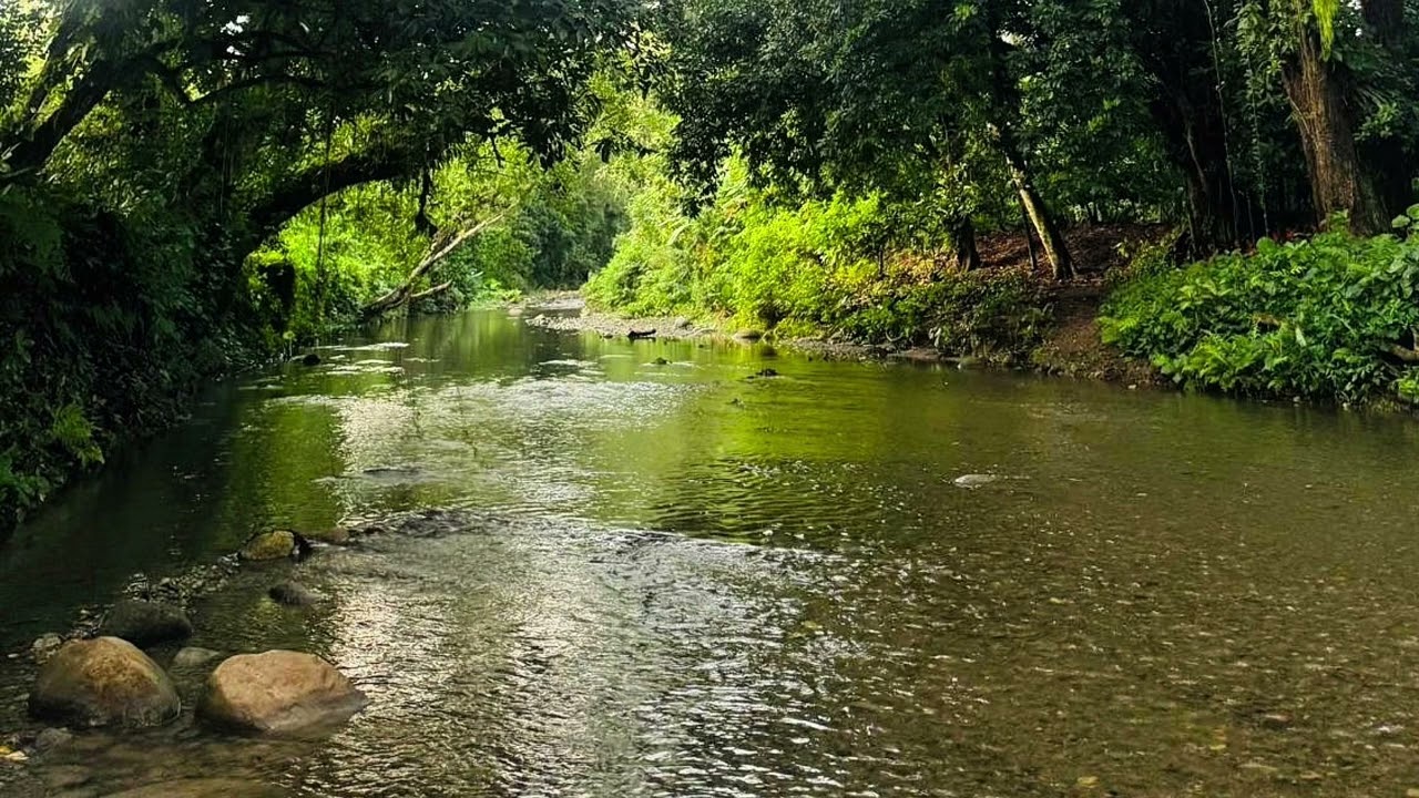 Caribbean wilderness river natural therapeutic relaxing calm sounds
