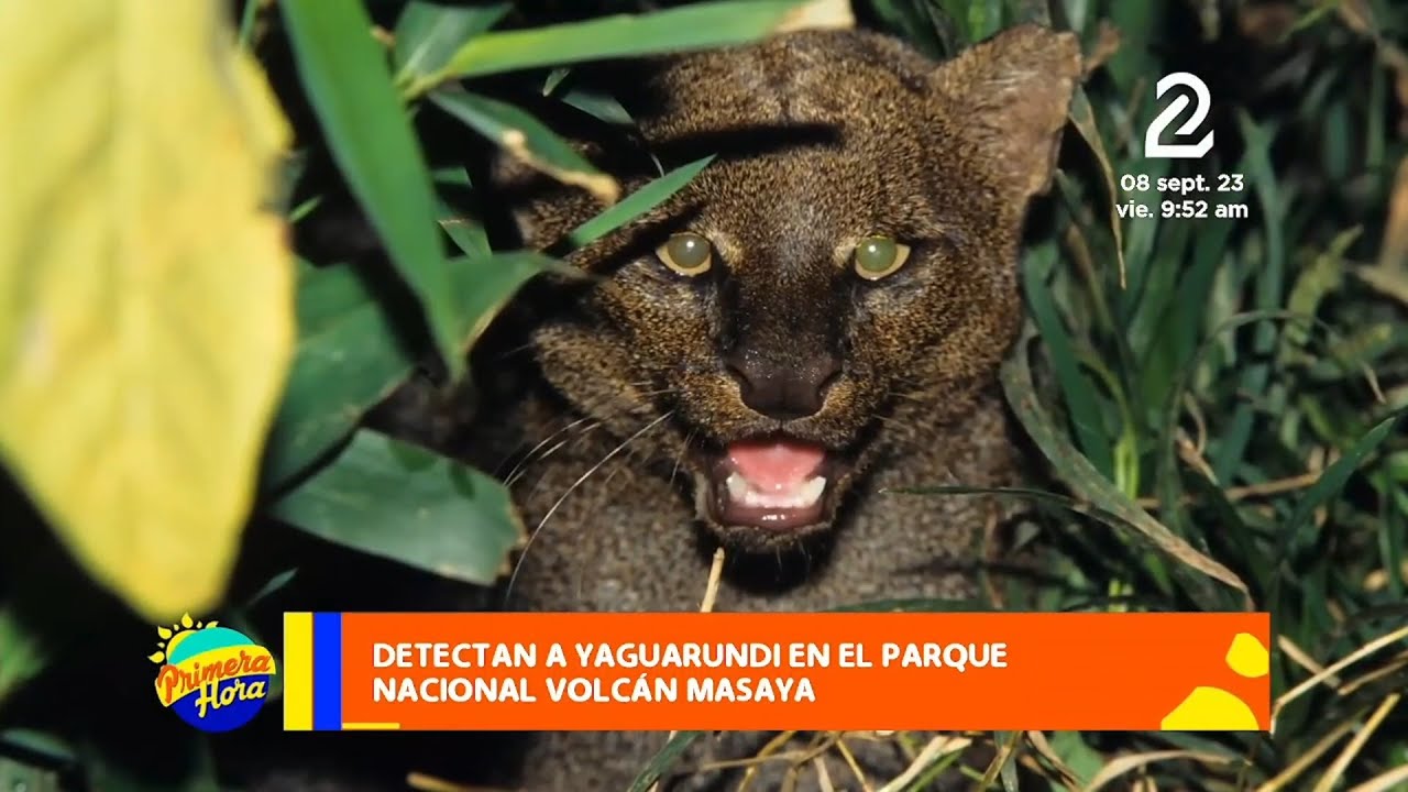 Detectan un Yaguarundí en Parque Nacional Volcán Masaya