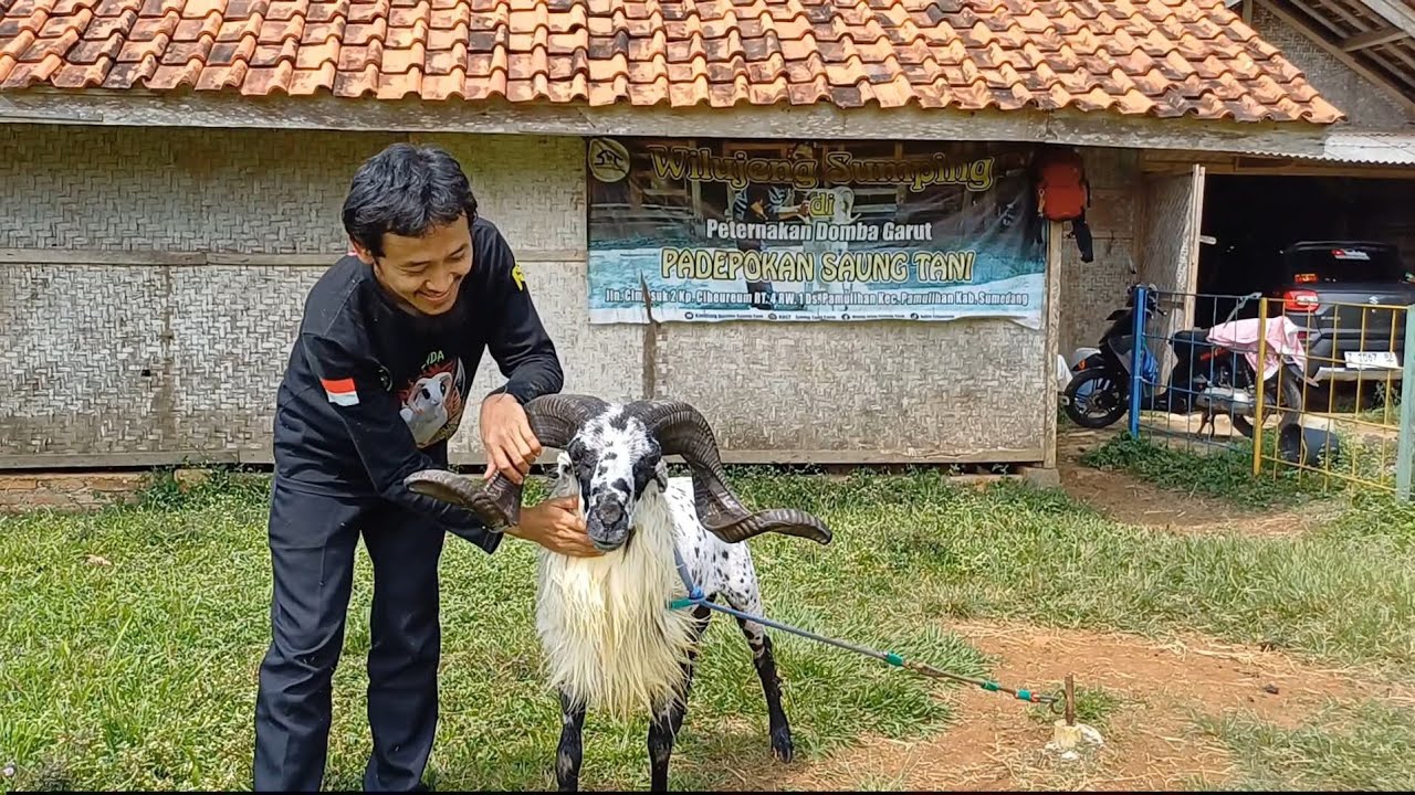 TUTORIAL INJEKSI VITAMIN PADA DOMBA