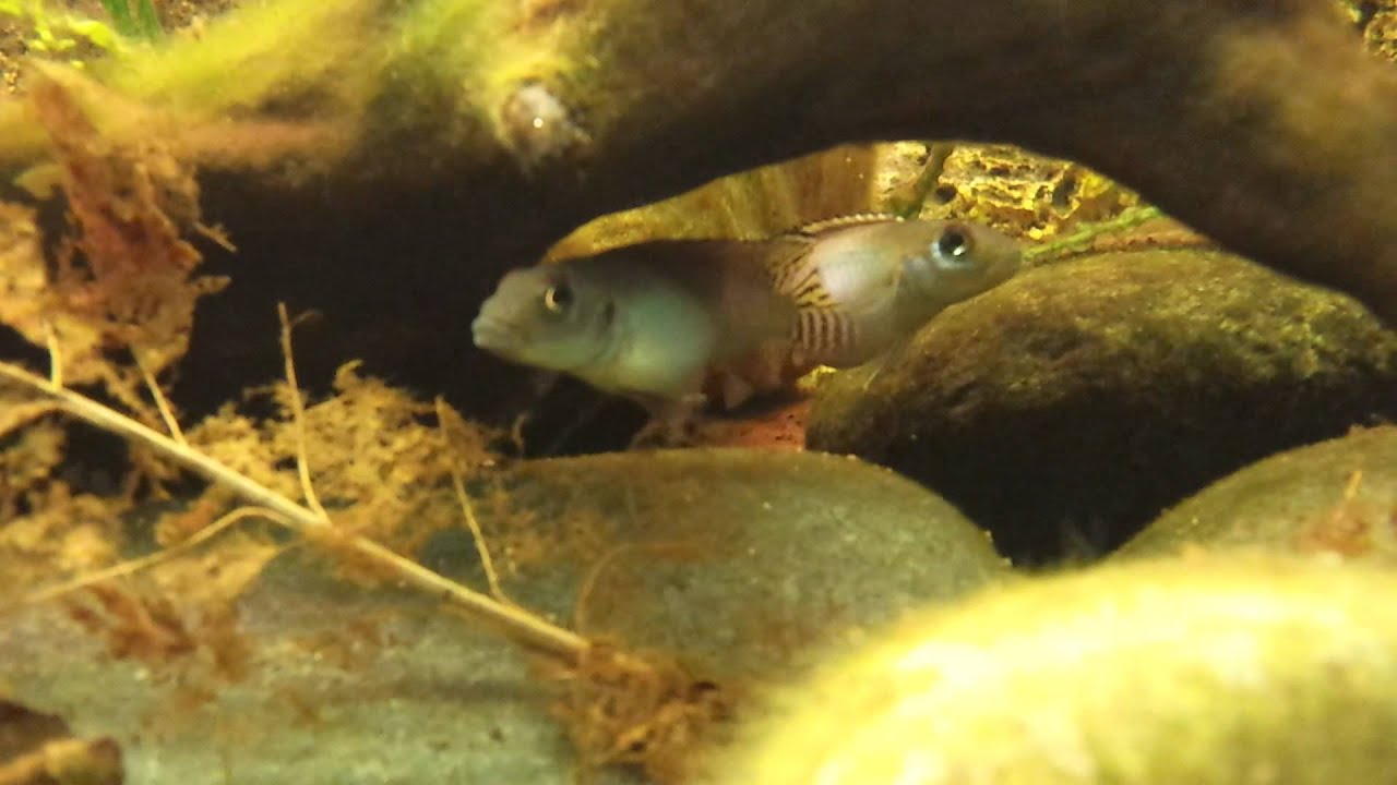 Congo biotoop bij Aquarium Speciaalzaak Utaka - Nanochromis parilus