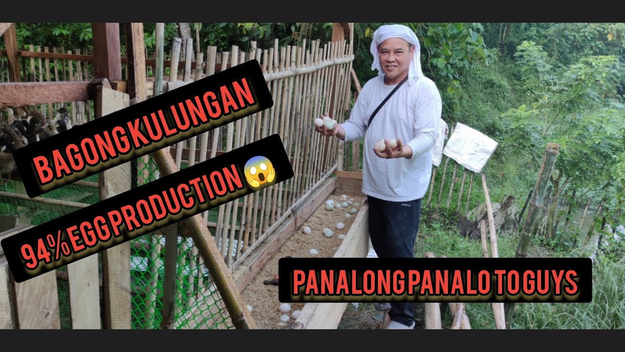 Epektibong Kulungan ng mga Itik 🤩