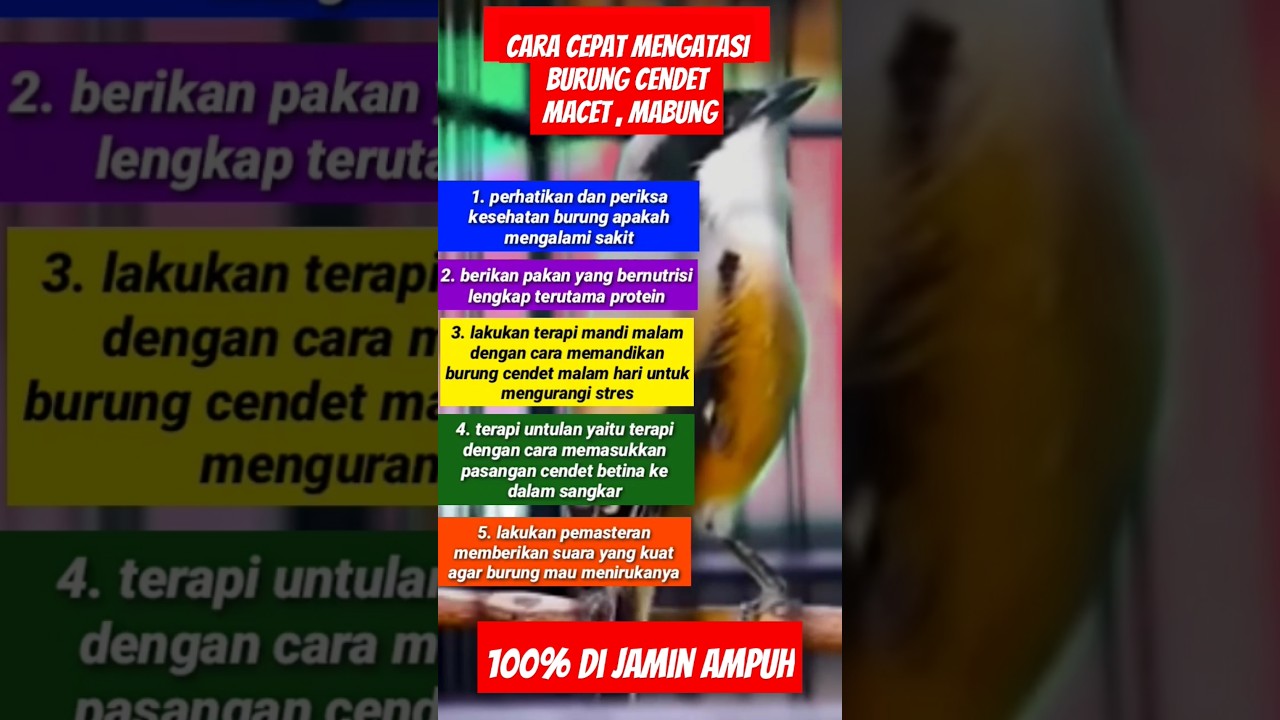 Cara Mengatasi Burung Cendet Macet #burung #birds #burungkicau #kicaumania #cendet #cendetgacor