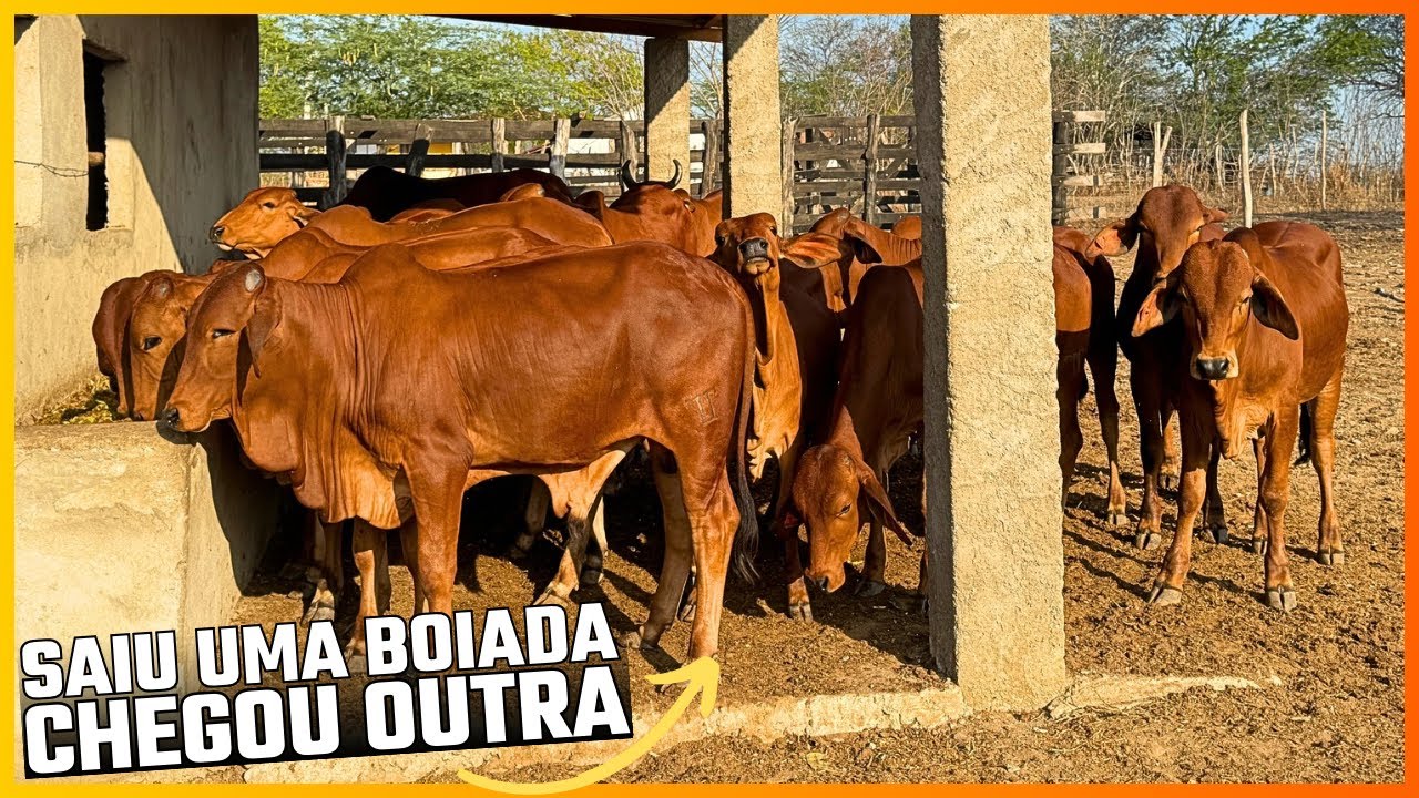 LOTE COM 17 ANIMAIS SINDI PO NA COCHEIRA