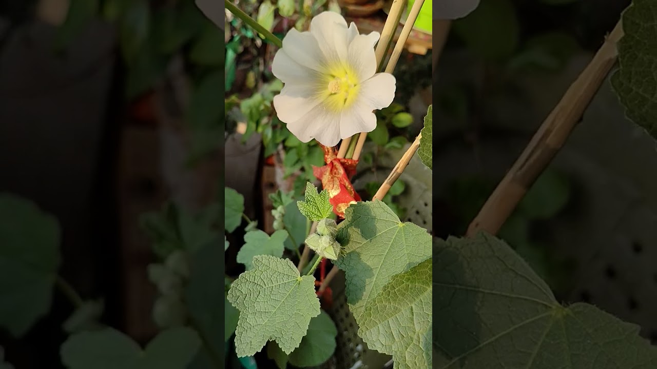 হোলিহক নিয়ে কিছু কথা।