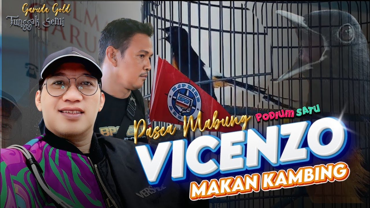 VICENZO AMUNISI H. ARIF GARUDA GOLD MAKAN KAMBING ‼️ Perdana Gantang Nyaris Double Winner 