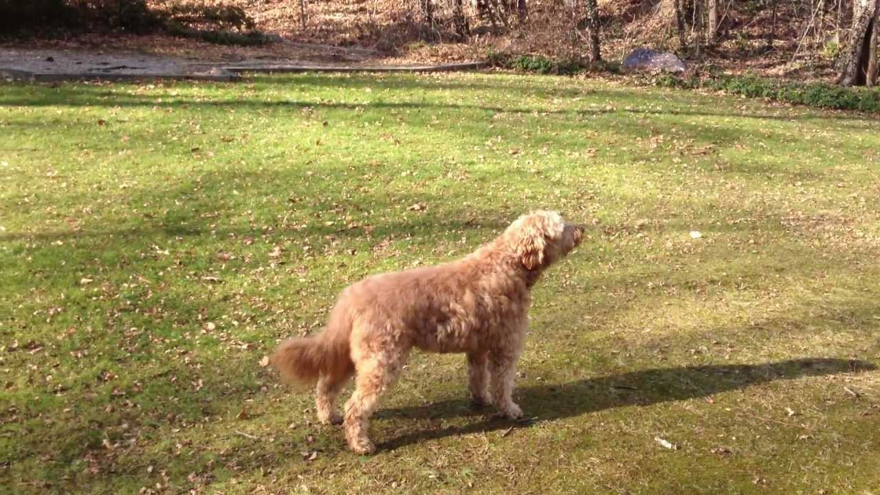 Kirby the dog and fire truck siren.