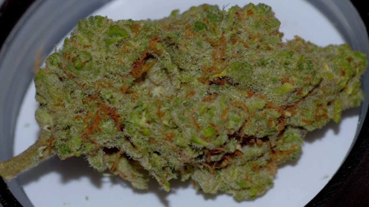 Goji Margy Review- Ingrown Farms